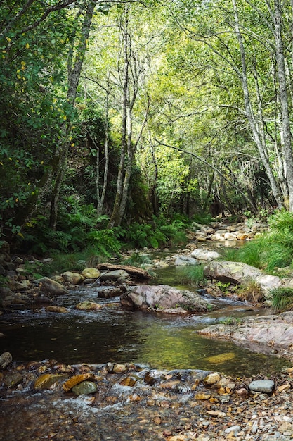 Foto vista de um rio cristalino no meio da floresta, vista vertical