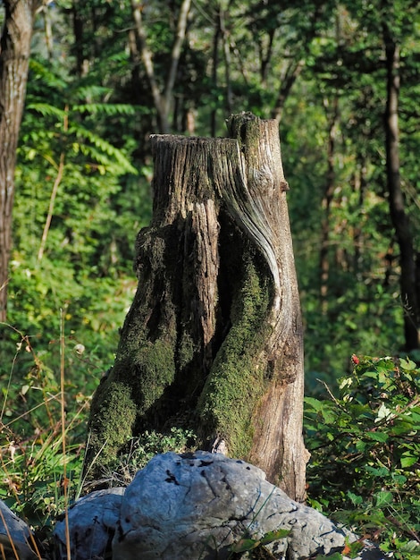 Vista de um tronco de árvore cortado coberto de musgo na floresta em um dia ensolarado - conceito de desmatamento