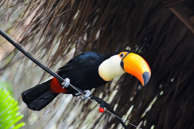 Vista de um tucano empoleirado em um fio de cabo