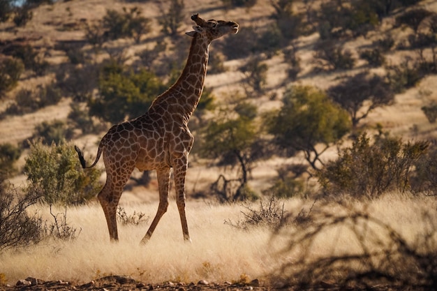 Vista de uma bela girafa em seu habitat em safári no okavanga delta botswana