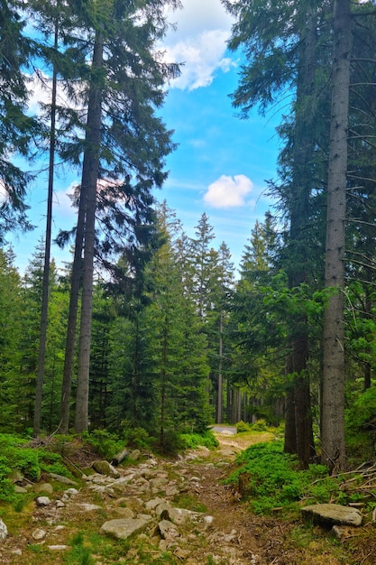 Vista de uma bela jovem floresta verde nas montanhas