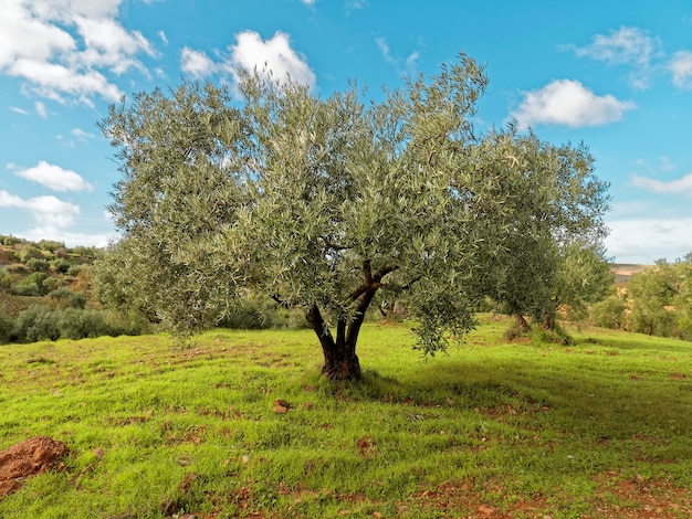 Vista de uma bela oliveira verde.