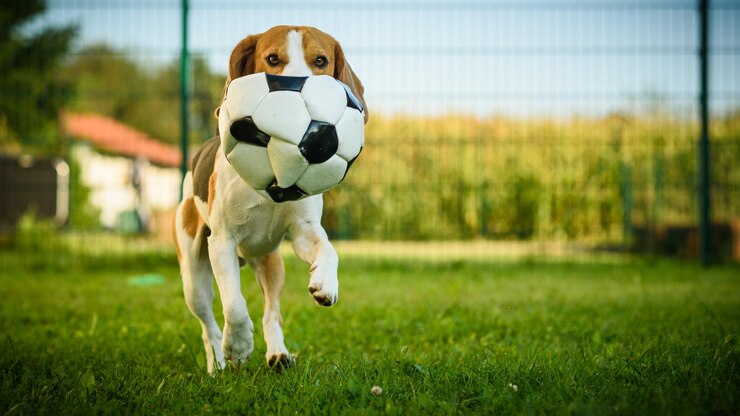 Foto vista de uma bola no campo