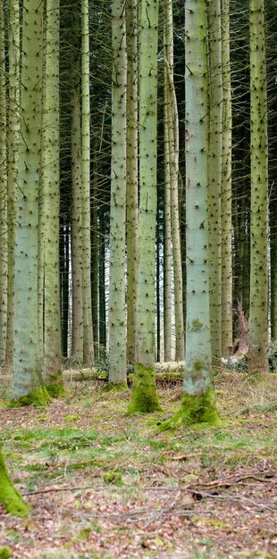 Vista de uma encantadora floresta plantada com árvores na Dinamarca Floresta isolada vazia e deserta com pinheiros cultivados em seu ambiente natural Florestas remotas e silenciosas no deserto