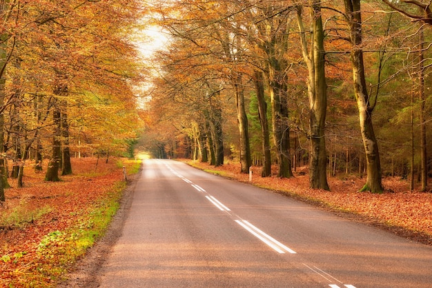 Vista de uma estrada cênica e árvores em uma floresta que leva a uma área isolada durante o outono Floresta em torno de uma rua vazia no campo Floresta deserta ou floresta ao longo de uma estrada tranquila no outono