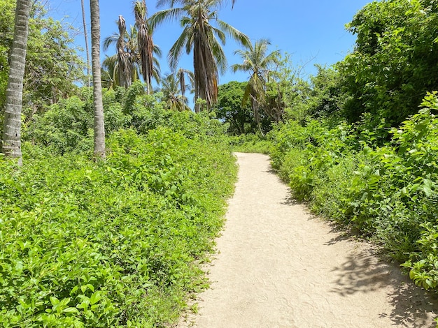 Vista de uma estrada vazia cercada por arbustos e árvores