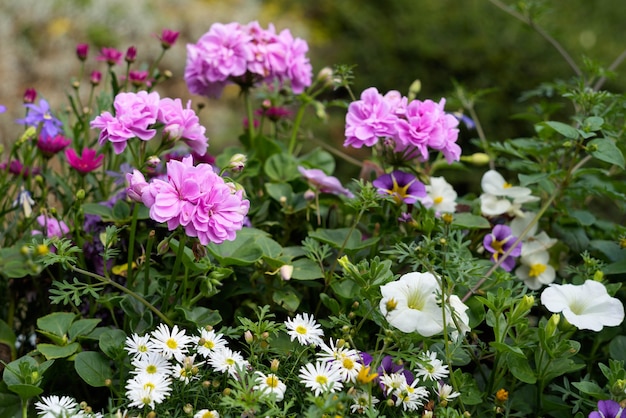 Vista de uma exposição de flores em Quarry Park, Shrewsbury, Shropshire, Inglaterra