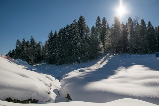 Vista de uma floresta coberta de neve