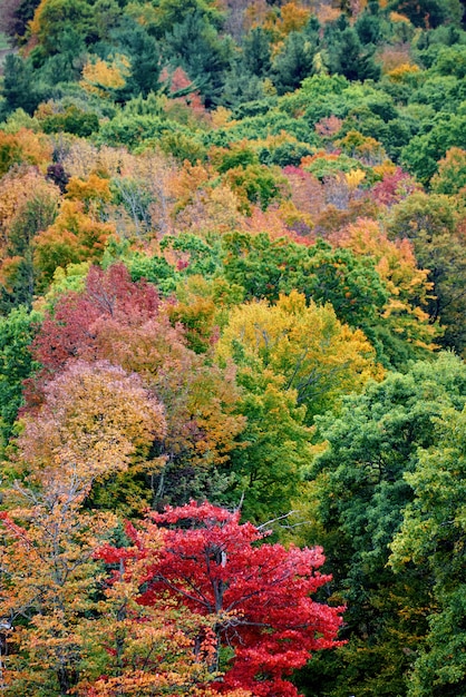 Vista de uma floresta em um dia de outono