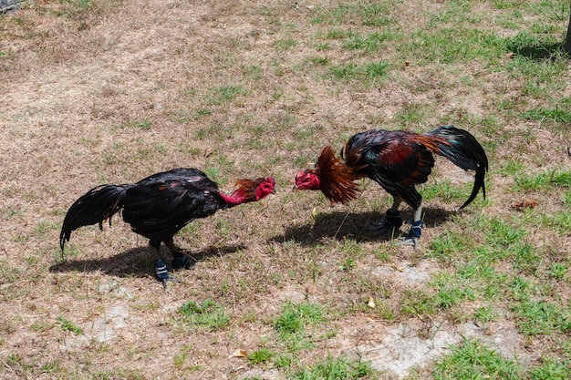 Foto vista de uma galinha no campo