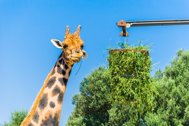 Foto vista de uma girafa contra o céu azul claro