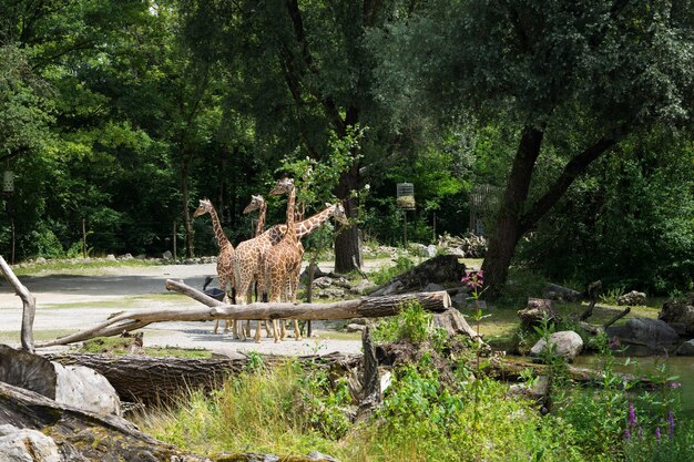 Foto vista de uma girafa na floresta