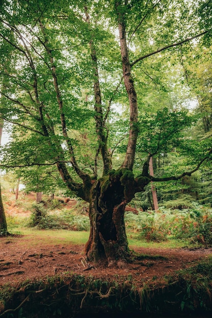 Vista de uma grande faia no outono com uma atmosfera calma e mística Floresta de faias