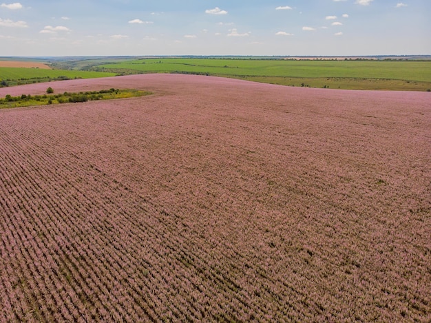 Vista de uma paisagem com campo de lavanda