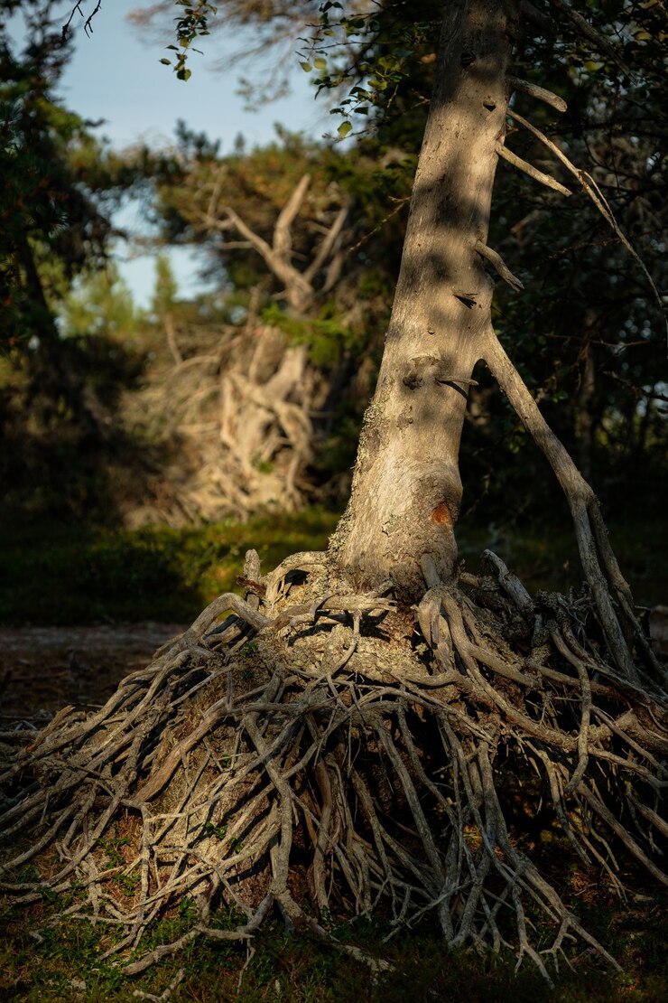 Foto vista de uma pequena árvore com um enorme sistema de raízes.