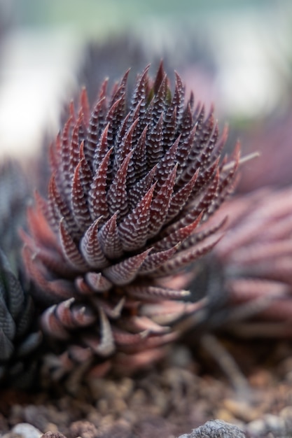 Vista de uma planta suculenta haworthia vermelha