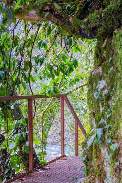 Foto vista de uma ponte pedonal na floresta