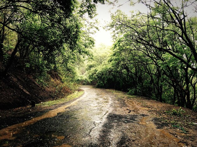 Vista de uma rua molhada na floresta