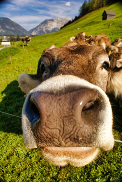 Foto vista de uma vaca em um campo gramado