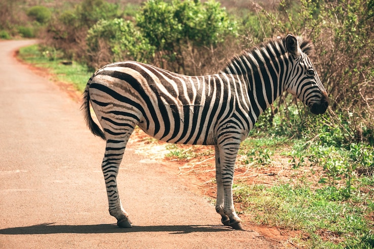 Foto vista de uma zebra