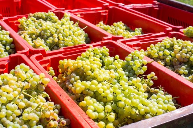 Foto vista de uvas em caixas