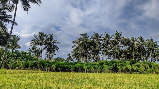 Vista de vastos campos de arroz verdes e exuberantes na Indonésia Agricultura indonésia