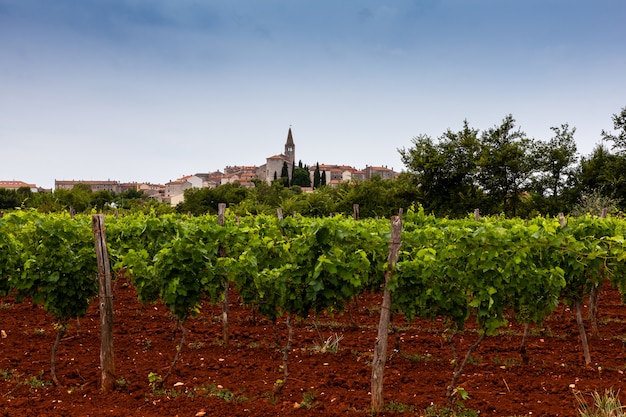 Vista, de, vinhedos, em, a, istrian, campo