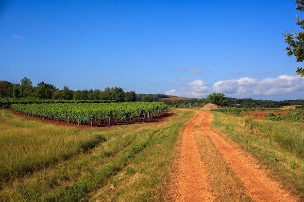 Vista, de, vinhedos, istria