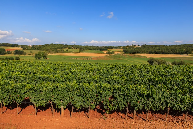 Vista, de, vinhedos, istria