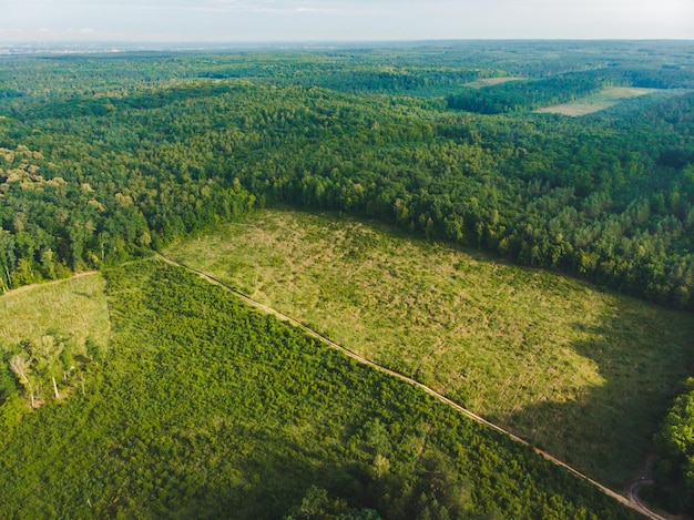 Vista de la deforestación en el centro del gran bosque. destrucción