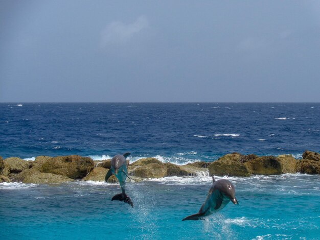 Foto vista de los delfines en el mar