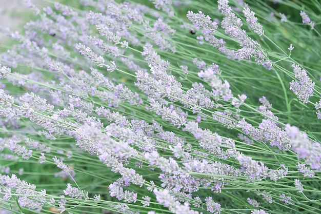 Una vista de delicados tallos de color lila lavanda que se encuentran horizontalmente. Concepto de flores, jardín, diseño del paisaje.