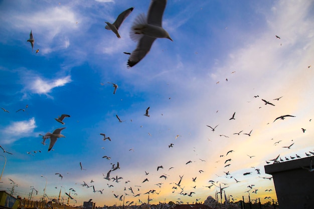 Vista de demasiadas gaviotas con cielo azul