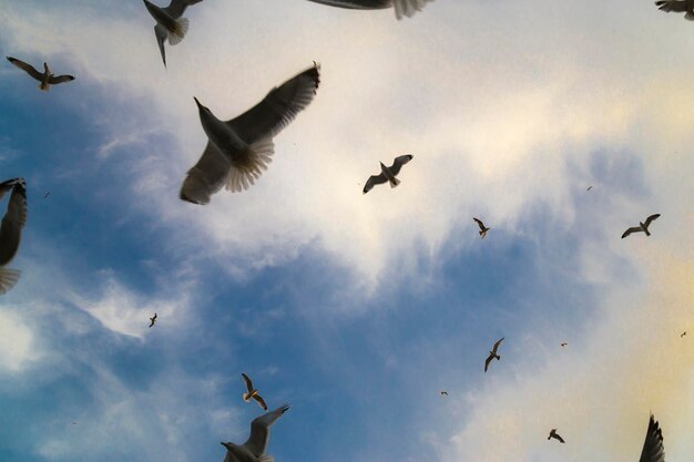 Vista de demasiadas gaviotas con cielo azul