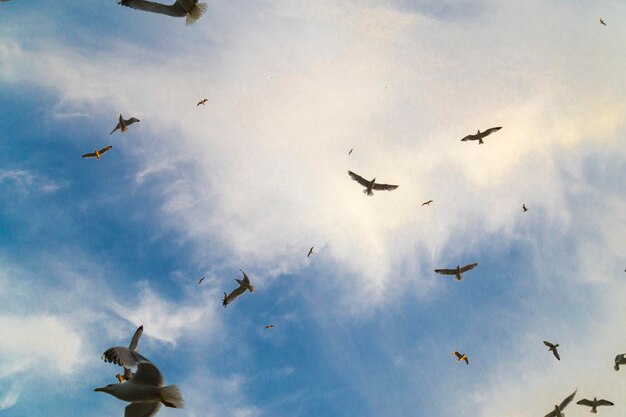 Vista de demasiadas gaviotas con cielo azul