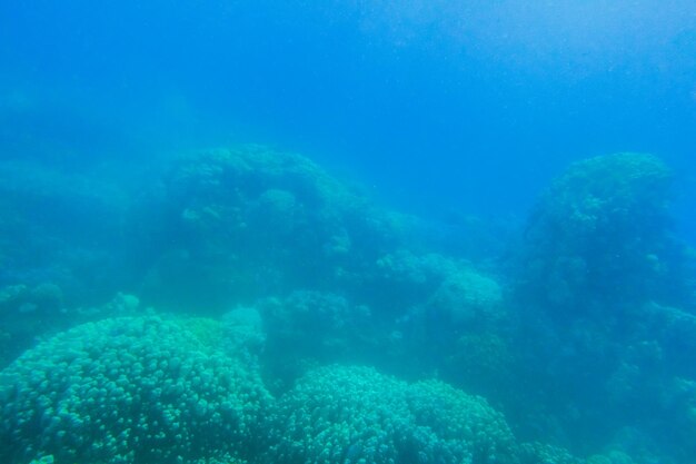 vista densa de corales bajo el agua durante el buceo en vacaciones