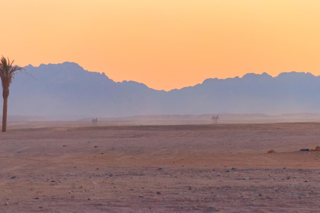 Vista del desierto árabe en Egipto al atardecer