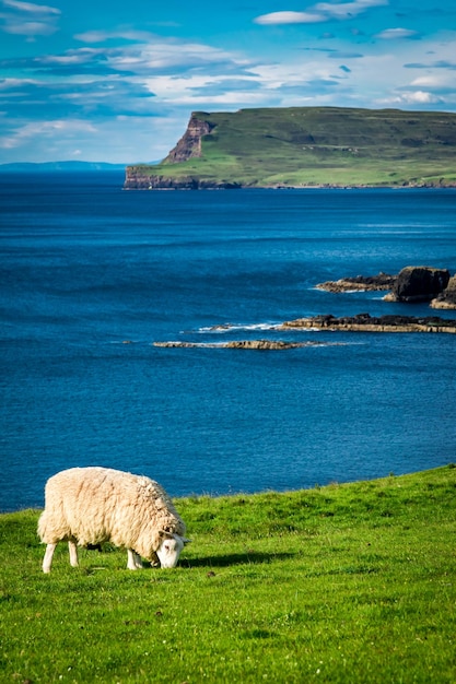 Vista deslumbrante para ovelhas na Ilha de Skye, na Escócia
