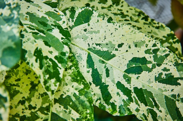 Foto vista detallada de hojas verdes multicolores con grandes manchas blancas de camuflaje