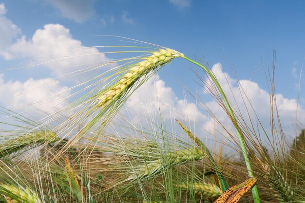 La planta de trigo