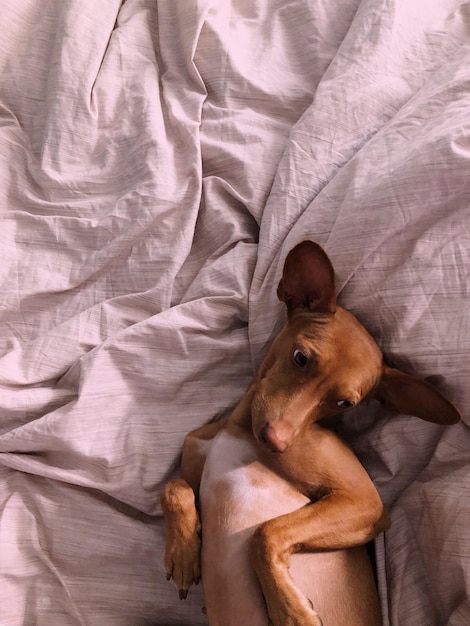 Foto vista directamente por encima del perro tendido en la cama