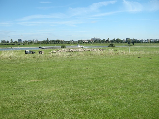 Foto vista distante de ovelhas em um campo gramado contra o céu azul