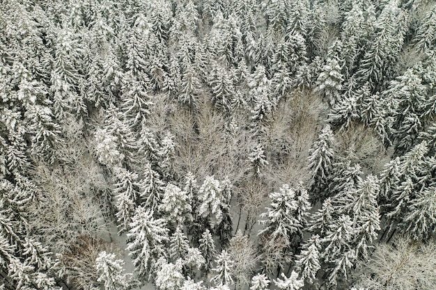Vista do alto da floresta de inverno com árvores cobertas de neve no inverno.