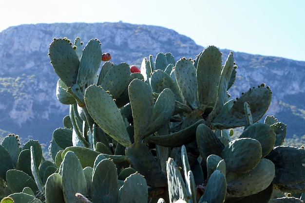 Vista do arbusto de cactos de pera espinhosa com frutas maduras nele.