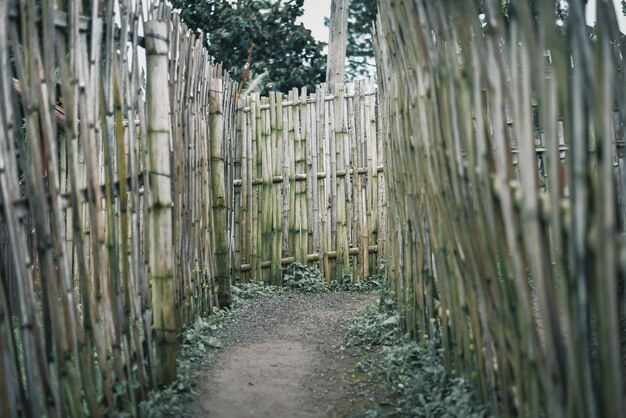 Foto vista do bambu através da cerca