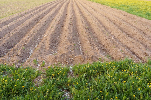 Vista do campo arado recém-semeado A terra é desenterrada e as batatas são plantadas Agricultura cultivo de culturas Semeadura de primavera