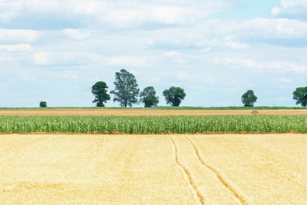 Vista do campo com trigo e milho maduros