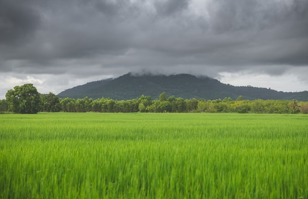 Vista do campo de cultivo do prado verde do arroz e da montanha