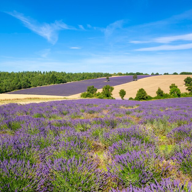 Vista do campo de lavanda em provence, frança