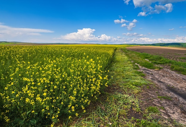 Vista do campo de primavera com campos de colza amarela florescendo estrada suja colinas da aldeia Ucrânia Lviv Region